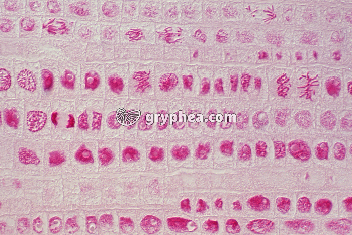 Mitoses dans des cellules de racine d'Ail - coloration Feulgen  x100 - gryphea.com
